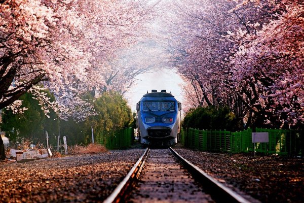 Железная дорога в цветах