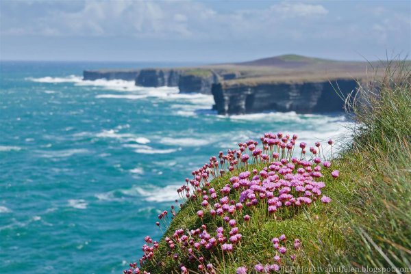 Ирландия Вересковые поля