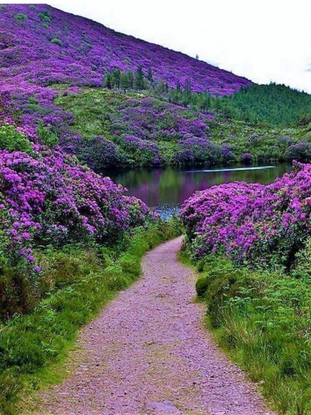 Ирландия Дублин природа