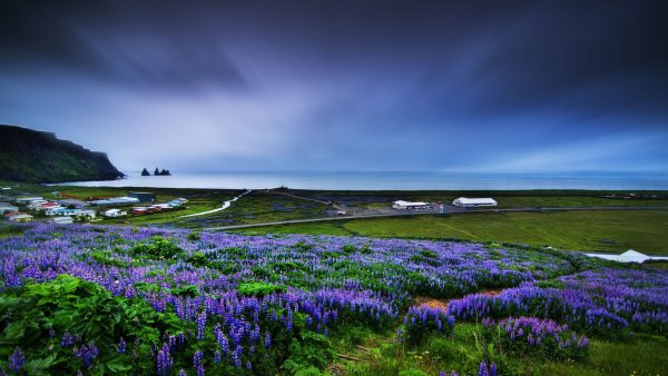 Поля люпинов в Ирландии