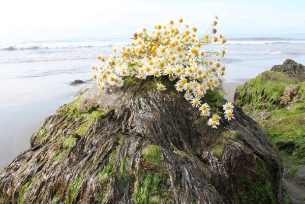 Флора Ирландии