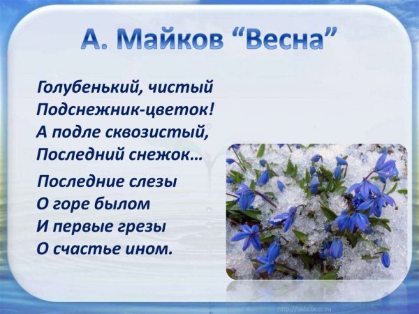 Майков голубенький чистый