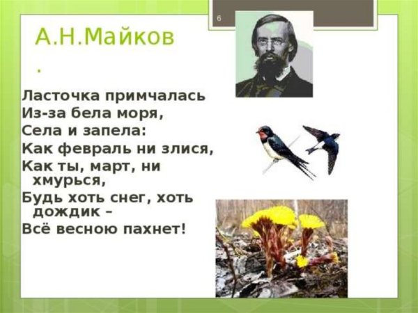 Майков голубенький чистый Подснежник цветок