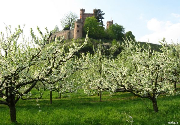 Нормандия Франция фруктовый сад