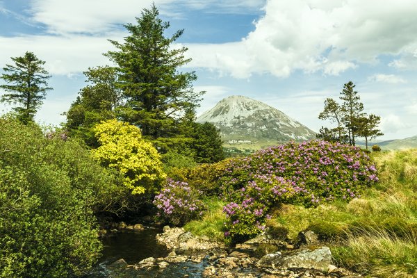 Обои горы цветы деревья небольшие