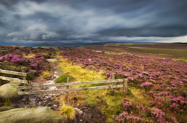 Вересковые пустоши Шотландии