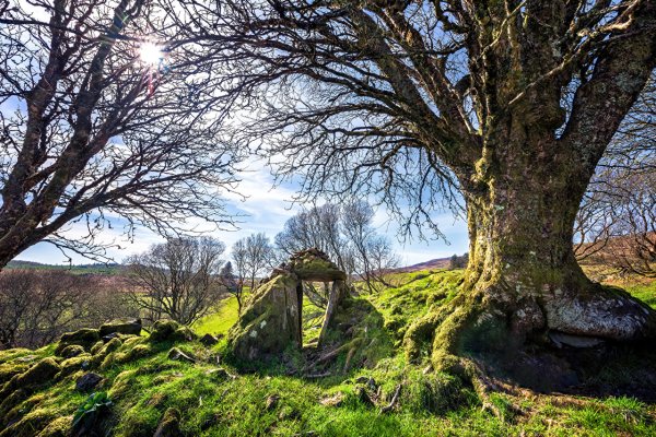 Лес Ирландия камни