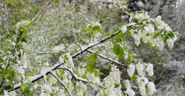 Весна в Сибири
