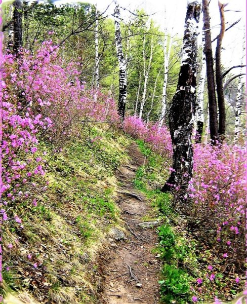 Багульник на Байкале