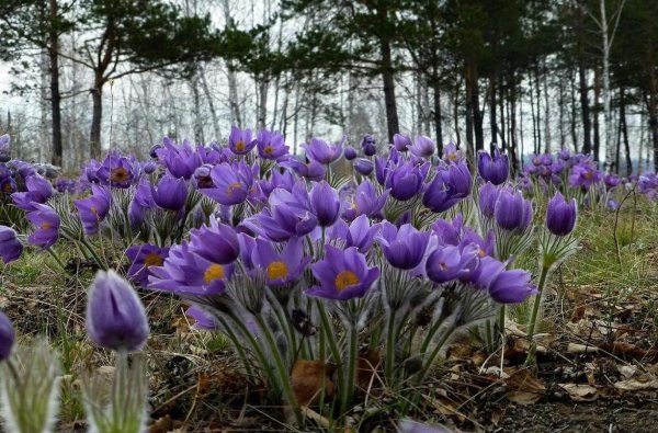 Подснежник прострел