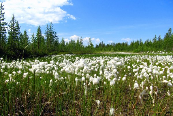 Дикорастущие травы ХМАО-Югры