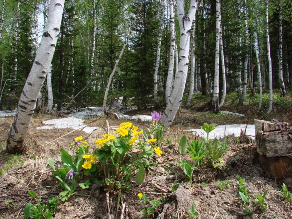 Ольховая роща Карелия