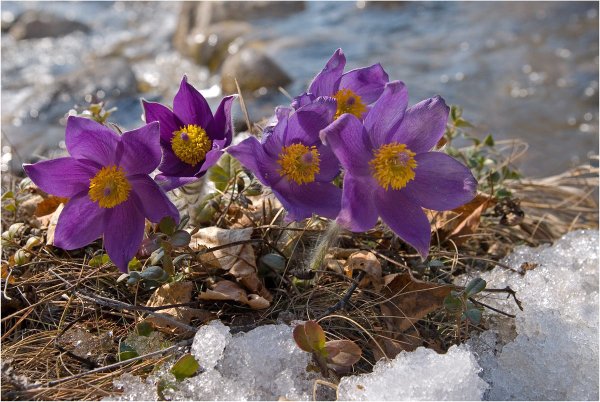 Подснежники на Байкале