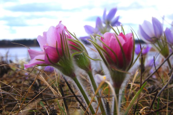 Подснежники Якутии