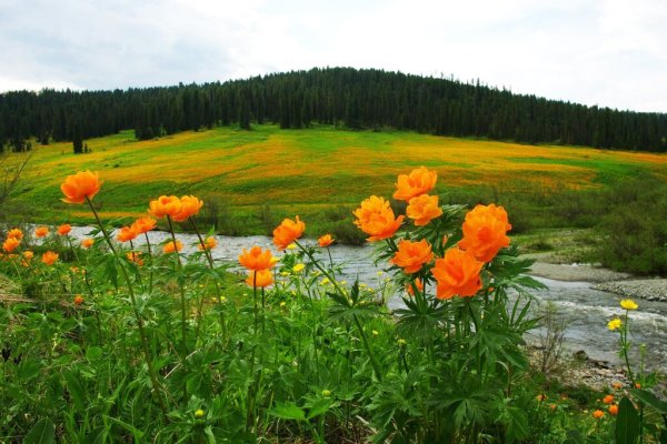 Купальница Якутия