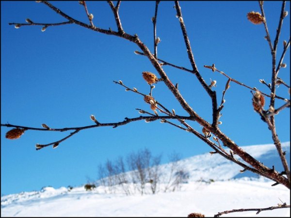 Весенняя природа Сибири Рома