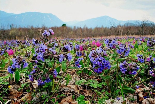 Первоцветы Алтая