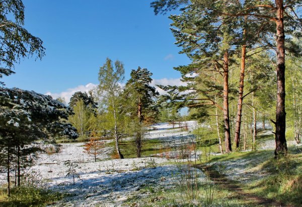 Природа Сибири весной