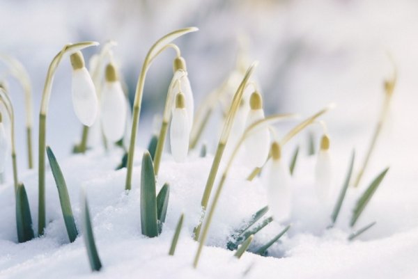 22 Марта праздник Жаворонки заклички