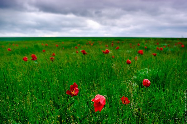 Цветущая степь Калмыкии