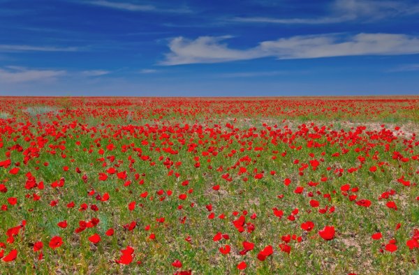 Степь весной