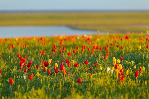 Калмыкия Калмыкия степные тюльпаны