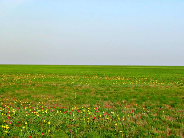 Ландшафт Астраханская степь весной