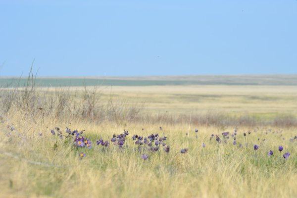 Ковыльные степи Оренбургской области