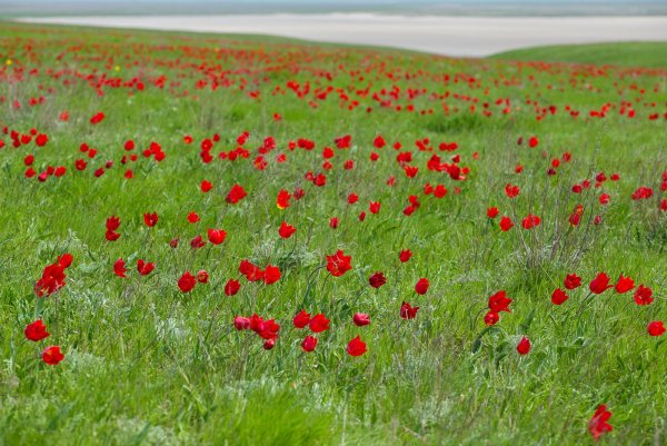 Дикие степные тюльпаны Ставрополье