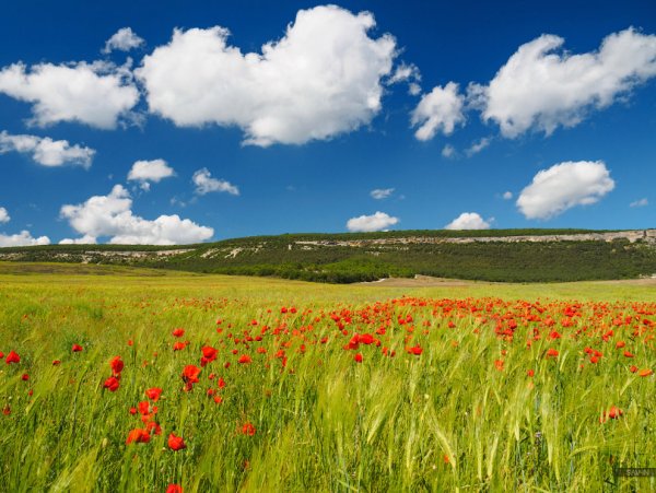 Крымская степь весной