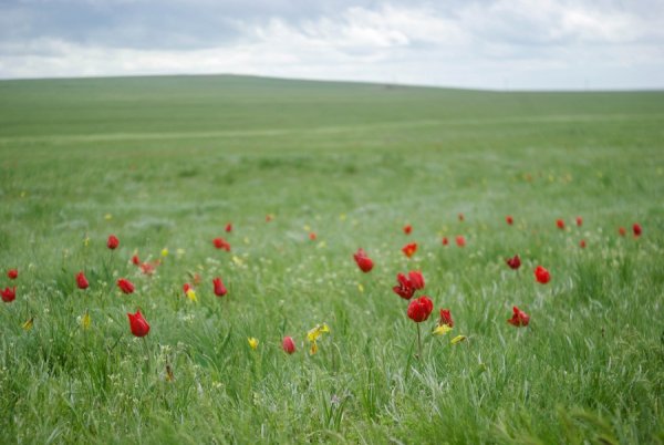 Фестиваль тюльпанов в Калмыкии 2020