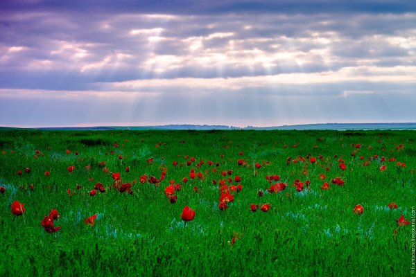 «Преображенная степь» Самара