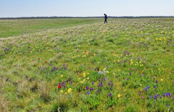 Степные Лазорики