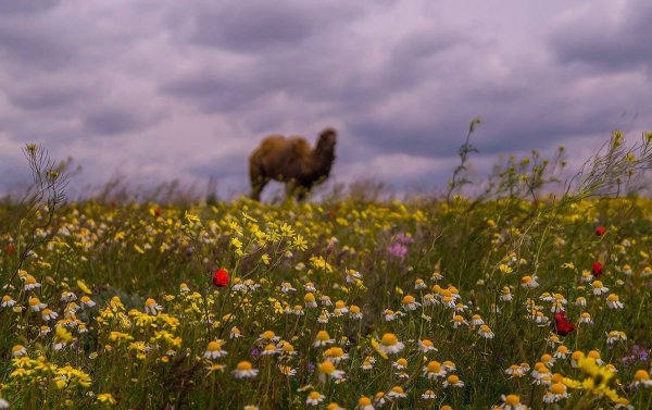 Степь Калмыкии ранней весной