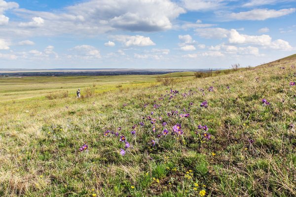 Хомутовская степь растения