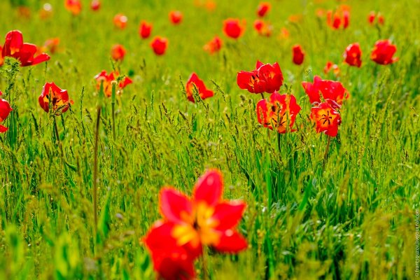 Цветущая степь весной Калмыкия