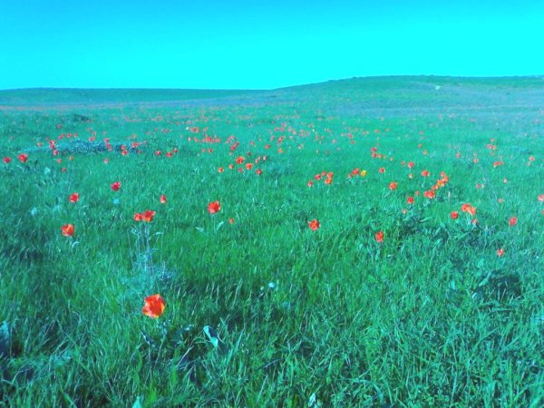Калмыкия тюльпановые поля