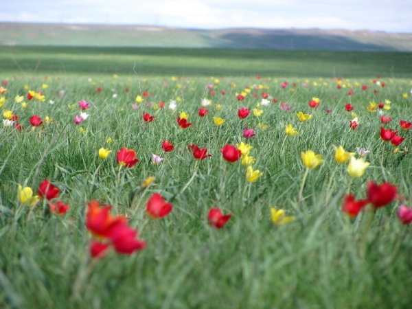 Разнотравье калмыцких степей