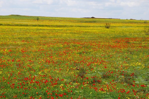 Тюльпанный луг Волгоградская область