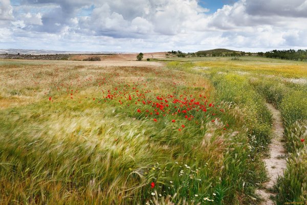 Опукский заповедник тюльпаны
