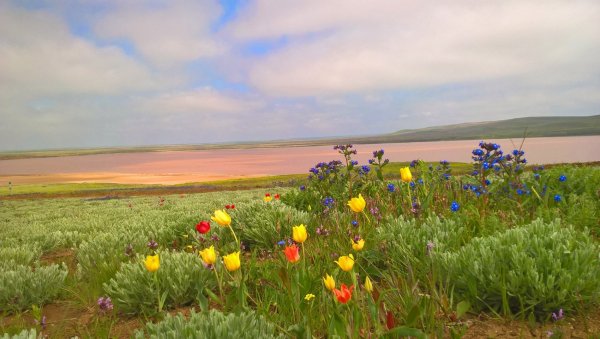 Весенняя степь Калмыкия