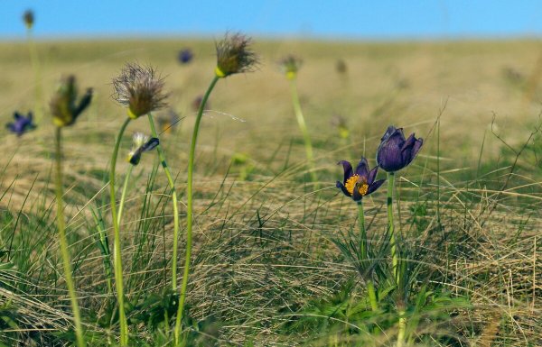 Степной пейзаж Сальская степь