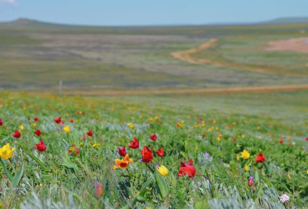 Опукский заповедник+тюльпановые поля
