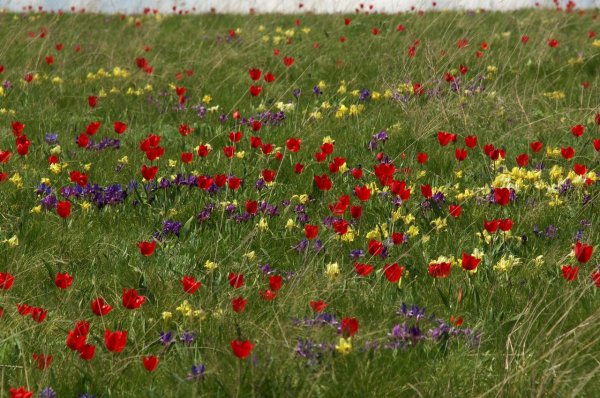 Донские Лазорики