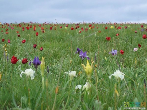 Степи Ростовской области