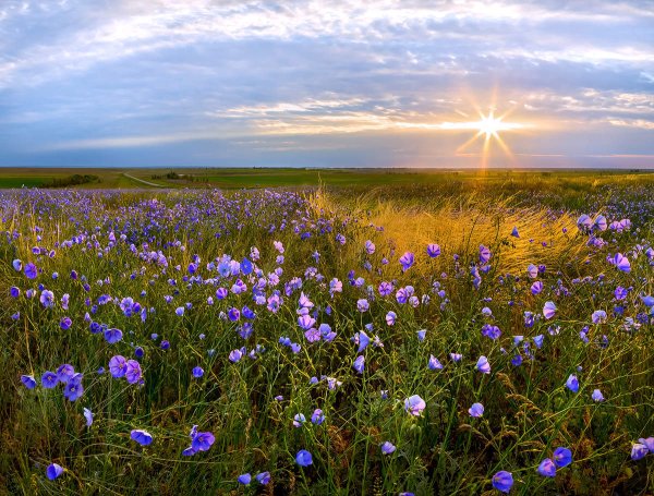 Калмыкия степь