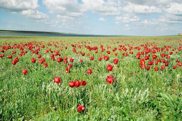 Дикие тюльпаны Маныч Гудило