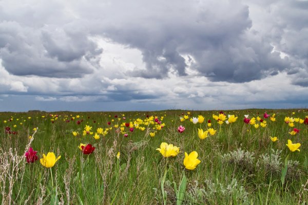 Степная зона Крыма