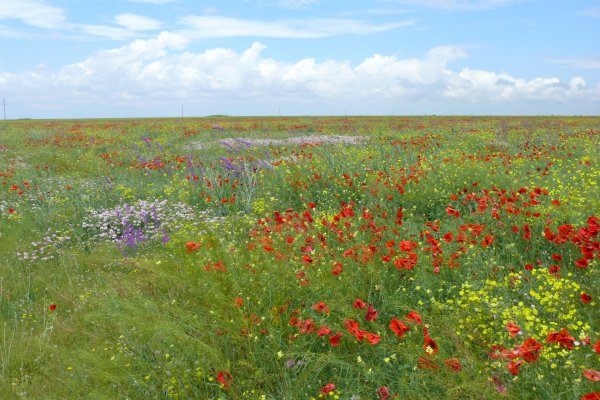 Астраханская степь
