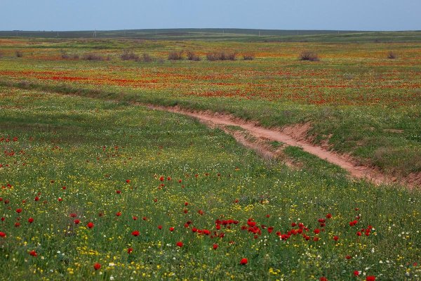 Тюльпан Шренка Поляна